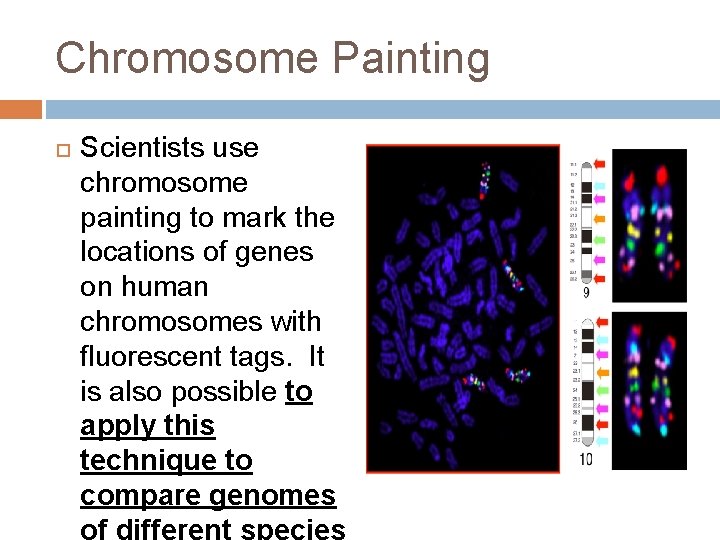 Chromosome Painting Scientists use chromosome painting to mark the locations of genes on human