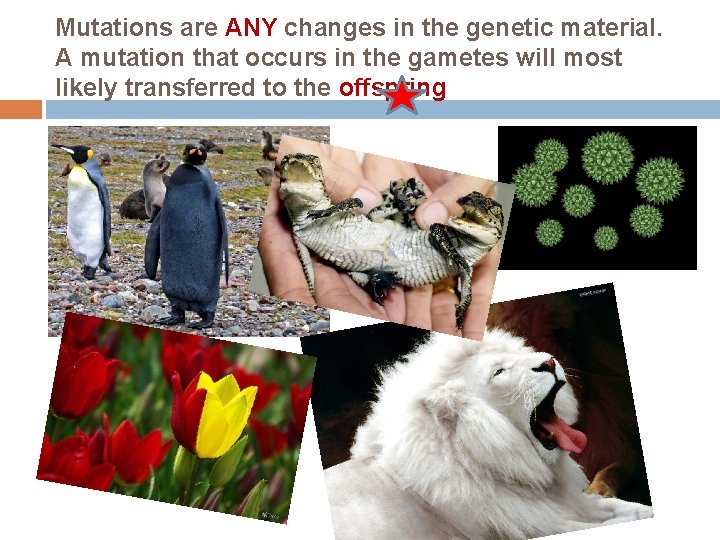 Mutations are ANY changes in the genetic material. A mutation that occurs in the