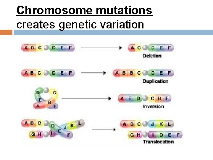 Chromosome mutations creates genetic variation 