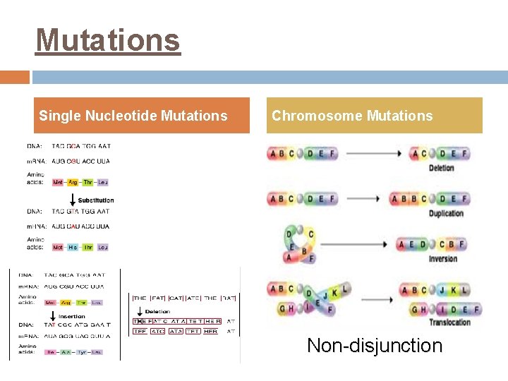 Mutations Single Nucleotide Mutations Chromosome Mutations Non-disjunction 