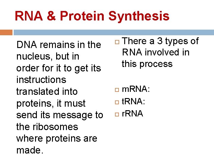 RNA & Protein Synthesis DNA remains in the nucleus, but in order for it