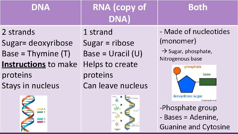 DNA 2 strands Sugar= deoxyribose Base = Thymine (T) Instructions to make proteins Stays