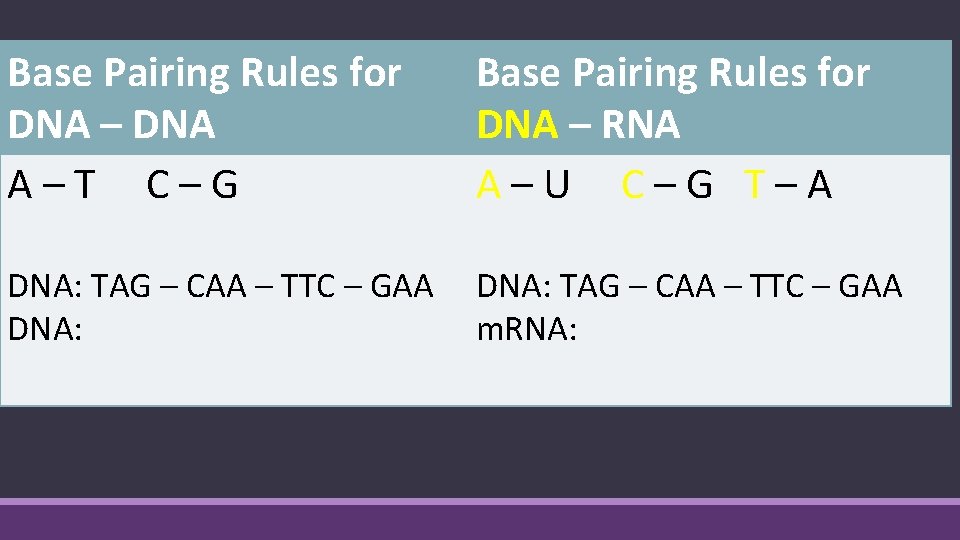 Base Pairing Rules for DNA – DNA A – T C – G Base