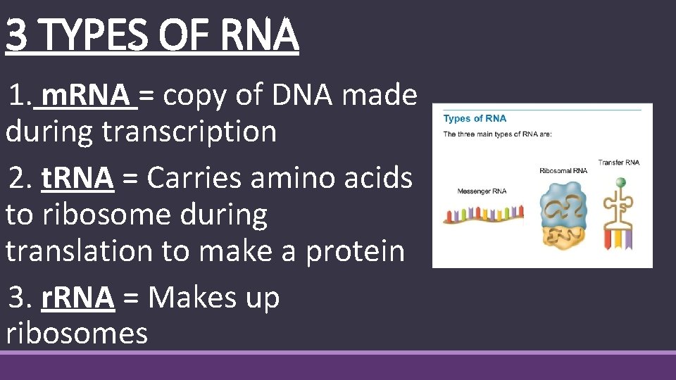 3 TYPES OF RNA 1. m. RNA = copy of DNA made during transcription