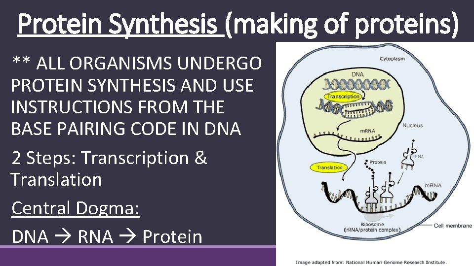 Protein Synthesis (making of proteins) ** ALL ORGANISMS UNDERGO PROTEIN SYNTHESIS AND USE INSTRUCTIONS
