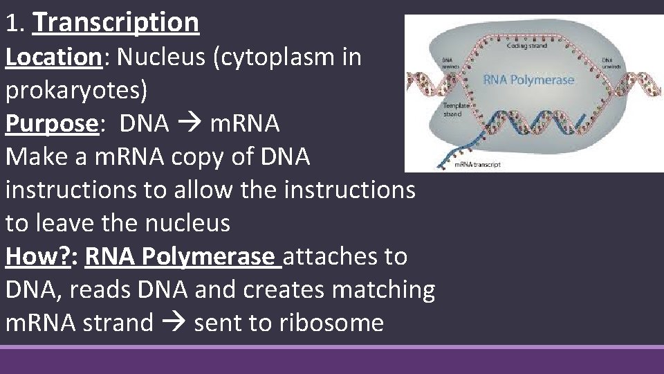 1. Transcription Location: Nucleus (cytoplasm in prokaryotes) Purpose: DNA m. RNA Make a m.