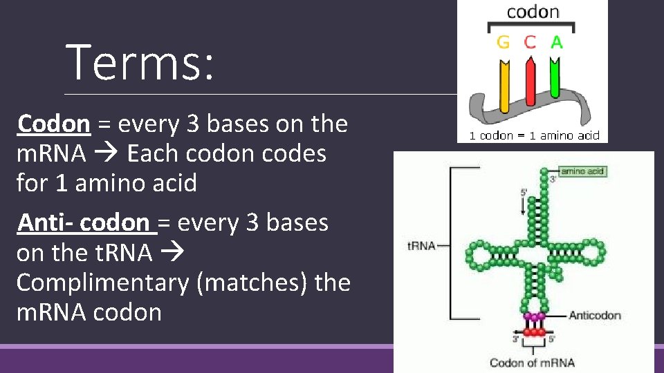 Terms: Codon = every 3 bases on the m. RNA Each codon codes for