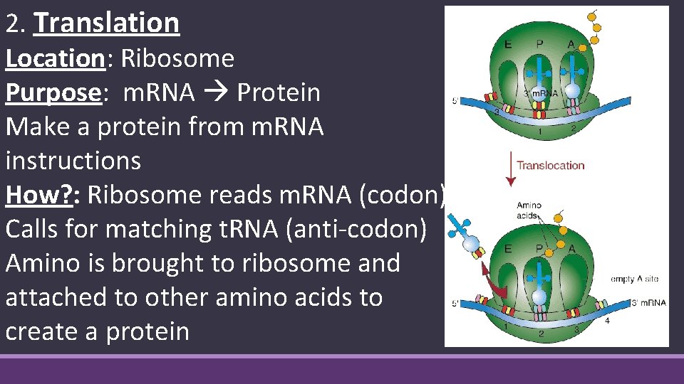 2. Translation Location: Ribosome Purpose: m. RNA Protein Make a protein from m. RNA