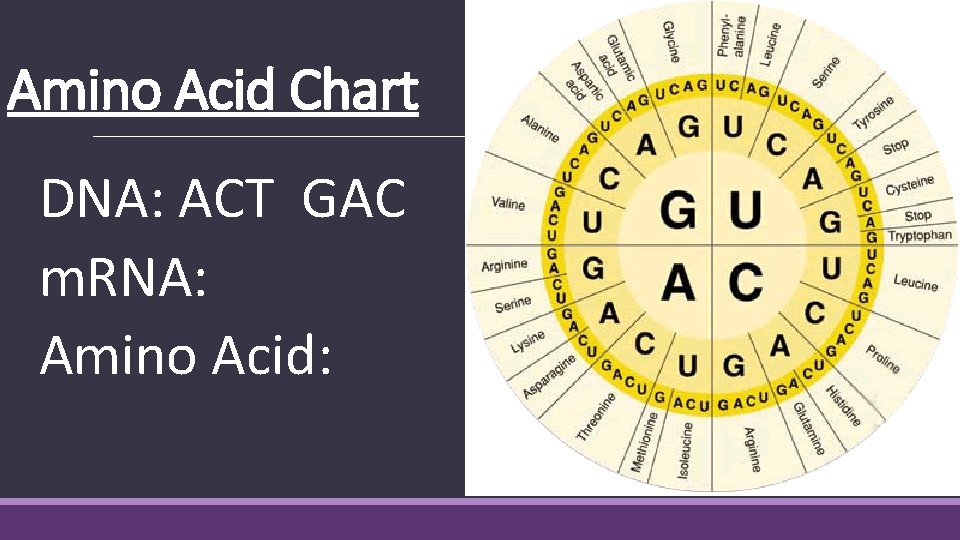 Amino Acid Chart DNA: ACT GAC m. RNA: Amino Acid: 