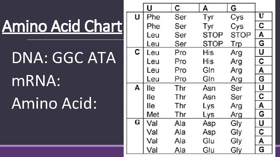 Amino Acid Chart DNA: GGC ATA m. RNA: Amino Acid: 