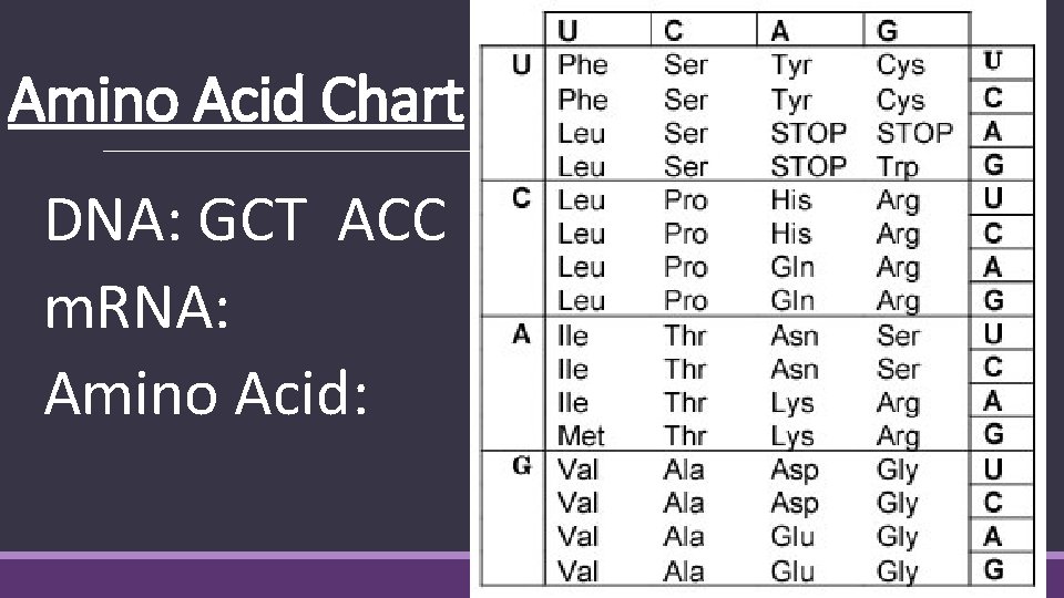 Amino Acid Chart DNA: GCT ACC m. RNA: Amino Acid: 