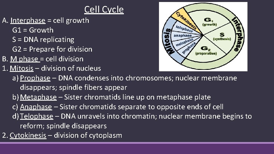 Cell Cycle A. Interphase = cell growth G 1 = Growth S = DNA