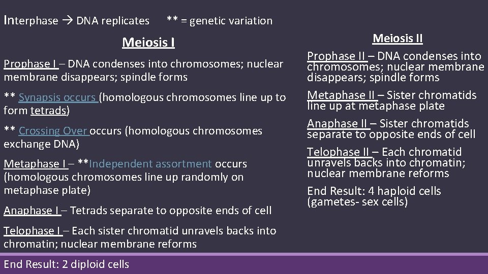 Interphase DNA replicates ** = genetic variation Meiosis I Prophase I – DNA