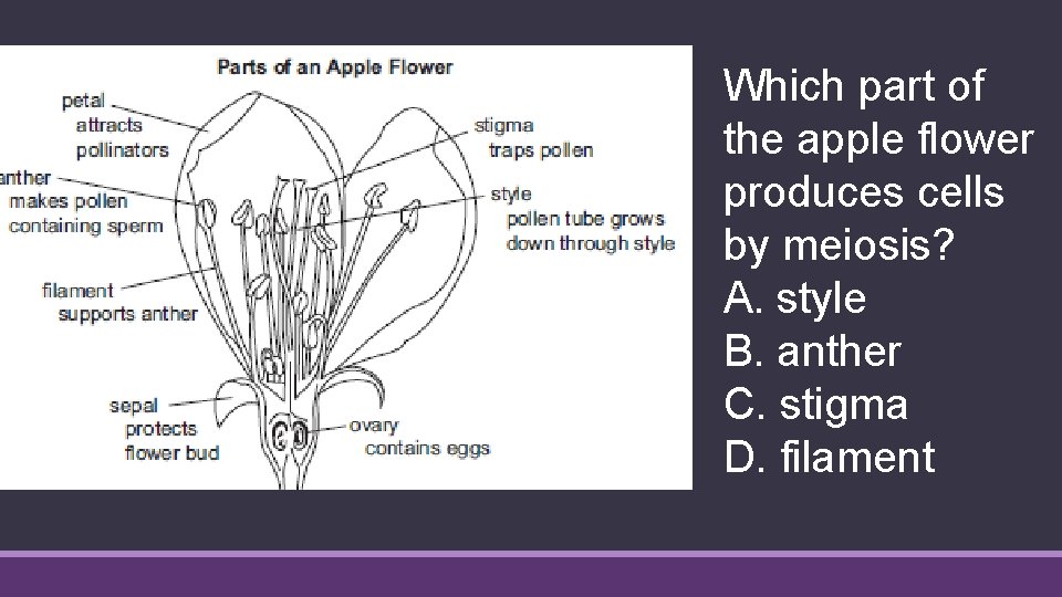 Which part of the apple flower produces cells by meiosis? A. style B. anther