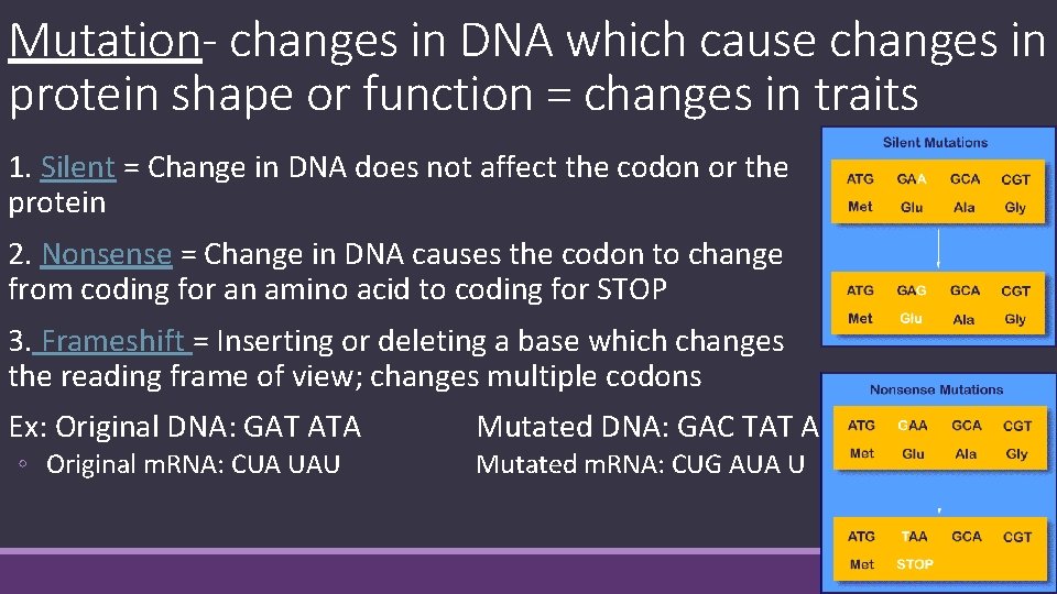 Mutation- changes in DNA which cause changes in protein shape or function = changes
