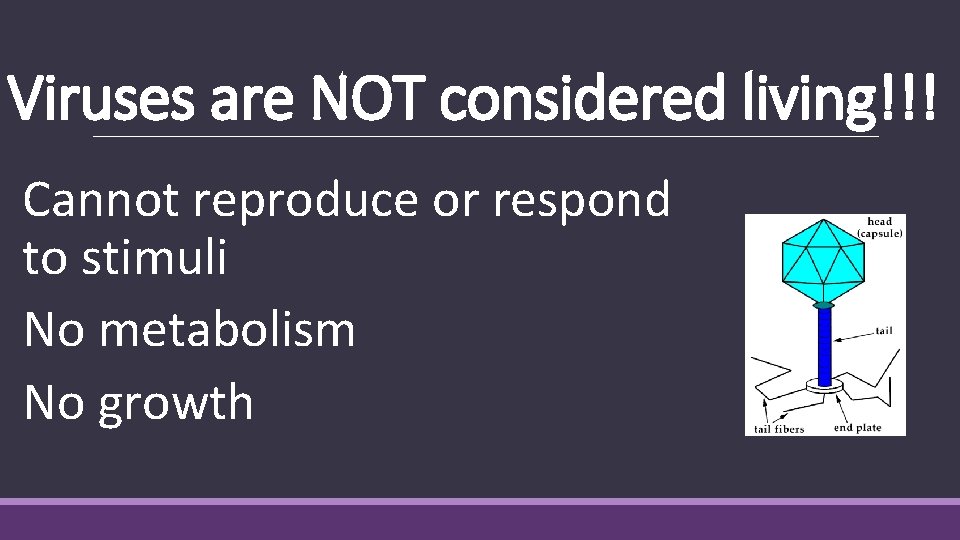 Viruses are NOT considered living!!! Cannot reproduce or respond to stimuli No metabolism No