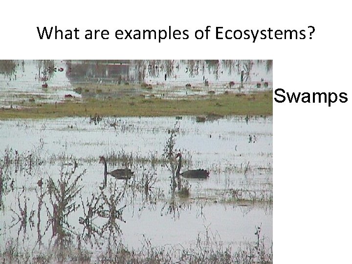 What are examples of Ecosystems? Swamps 