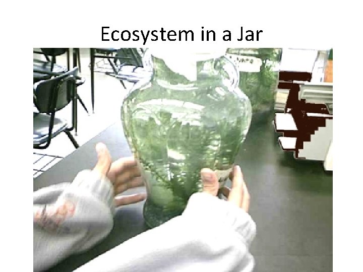 Ecosystem in a Jar 