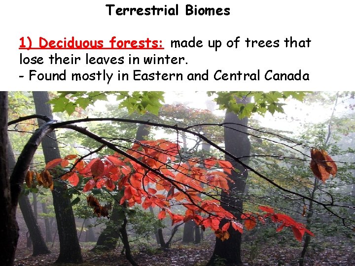 Terrestrial Biomes 1) Deciduous forests: made up of trees that lose their leaves in