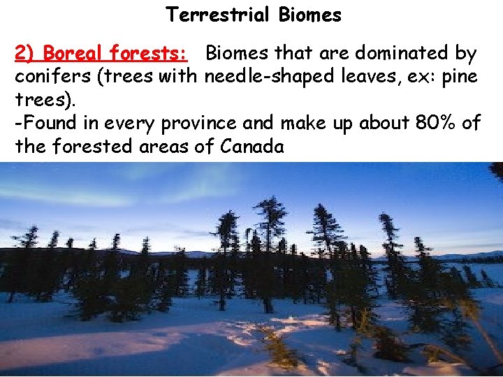 Terrestrial Biomes 2) Boreal forests: Biomes that are dominated by conifers (trees with needle-shaped