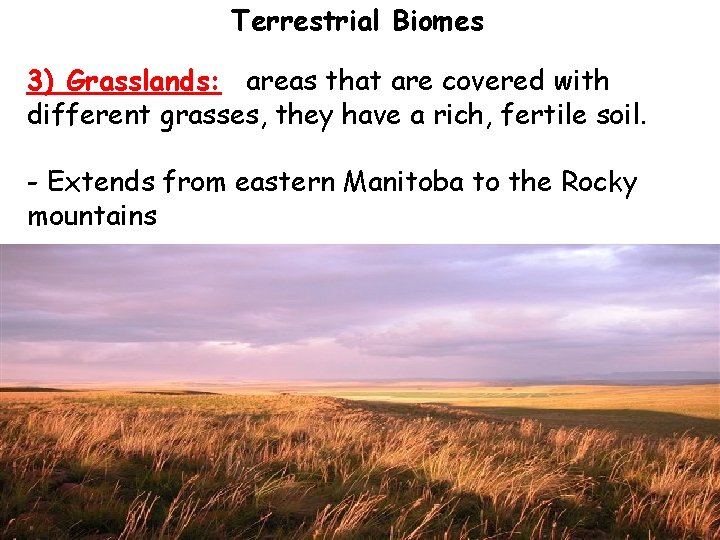 Terrestrial Biomes 3) Grasslands: areas that are covered with different grasses, they have a