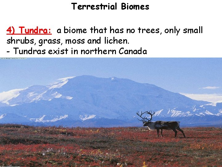 Terrestrial Biomes 4) Tundra: a biome that has no trees, only small shrubs, grass,