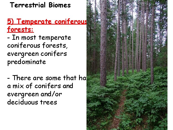 Terrestrial Biomes 5) Temperate coniferous forests: - In most temperate coniferous forests, evergreen conifers