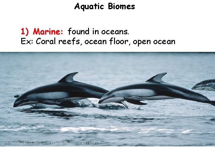 Aquatic Biomes 1) Marine: found in oceans. Ex: Coral reefs, ocean floor, open ocean