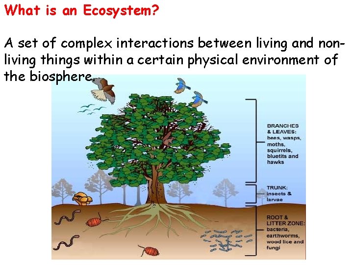 What is an Ecosystem? A set of complex interactions between living and nonliving things