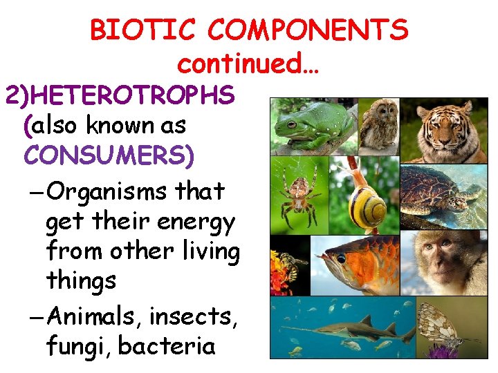 BIOTIC COMPONENTS continued… 2)HETEROTROPHS (also known as CONSUMERS) – Organisms that get their energy