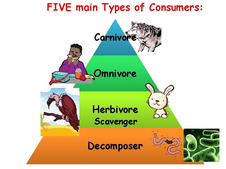 FIVE main Types of Consumers: Carnivore Omnivore Herbivore Scavenger Decomposer 