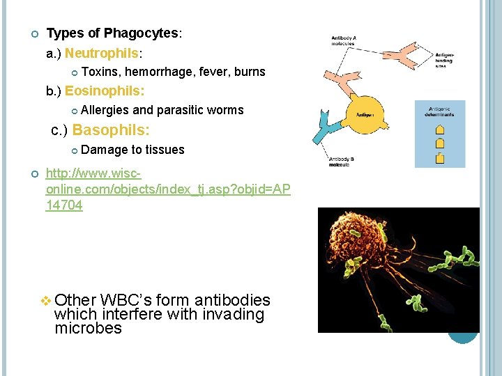  Types of Phagocytes: a. ) Neutrophils: Neutrophils Toxins, hemorrhage, fever, burns b. )