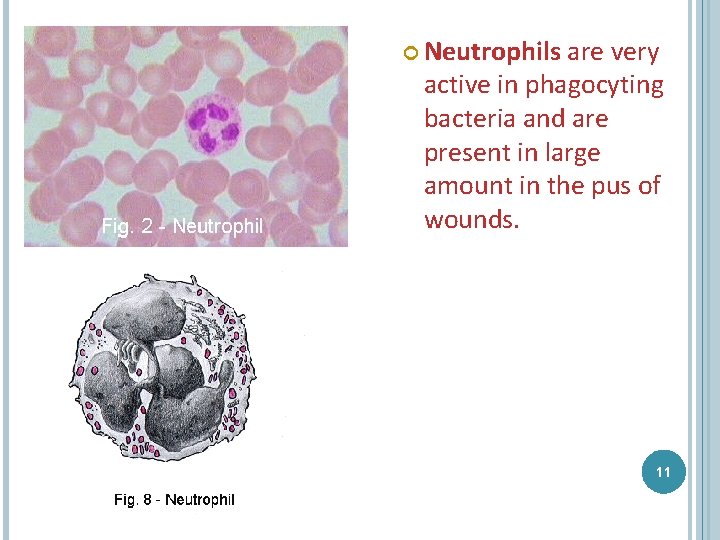  Neutrophils are very active in phagocyting bacteria and are present in large amount