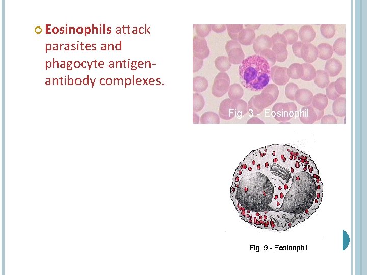  Eosinophils attack parasites and phagocyte antigenantibody complexes. 12 