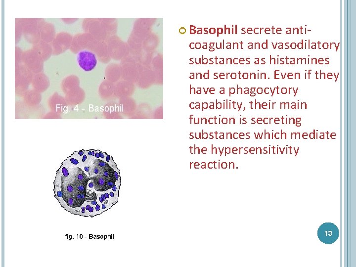  Basophil secrete anticoagulant and vasodilatory substances as histamines and serotonin. Even if they