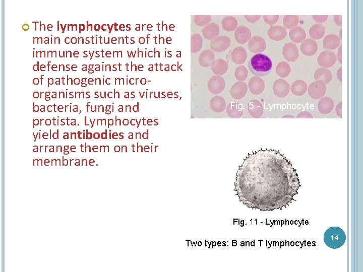  The lymphocytes are the main constituents of the immune system which is a