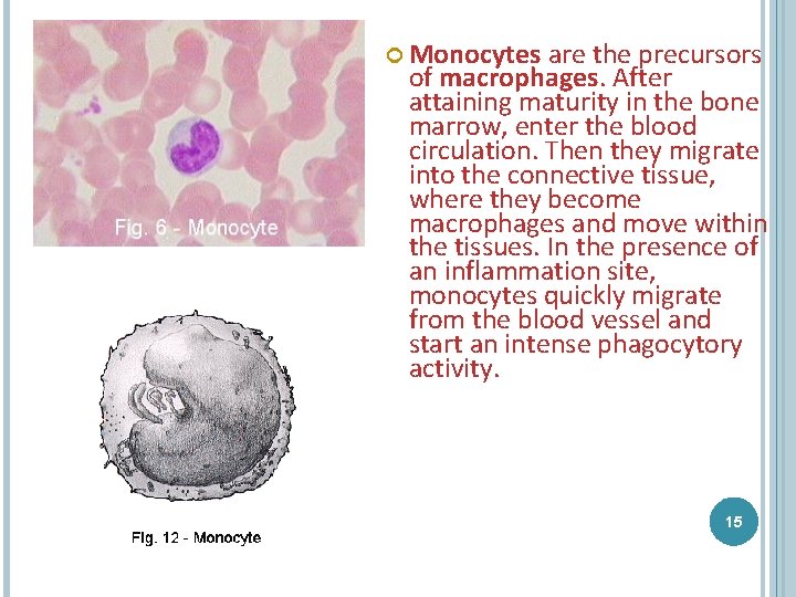  Monocytes are the precursors of macrophages. After attaining maturity in the bone marrow,