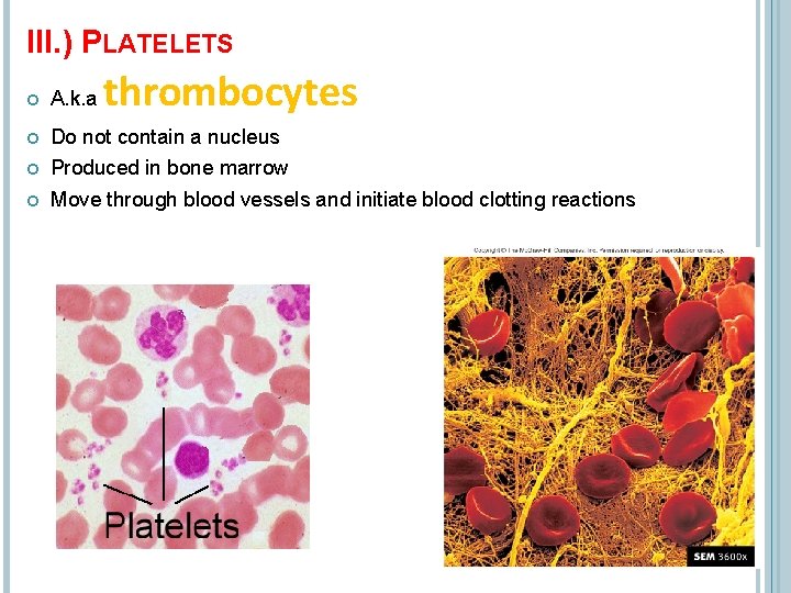 III. ) PLATELETS thrombocytes A. k. a Do not contain a nucleus Produced in