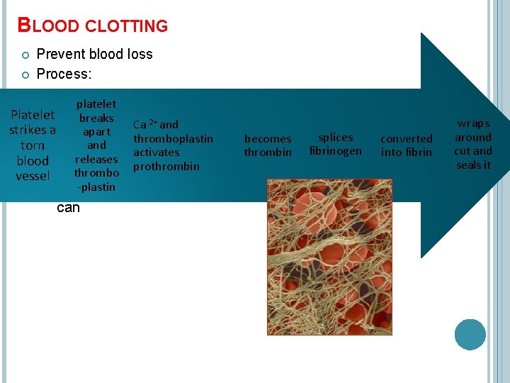 BLOOD CLOTTING Prevent blood loss Process: platelet breaks Ca 2+ and apart thromboplastin becomes