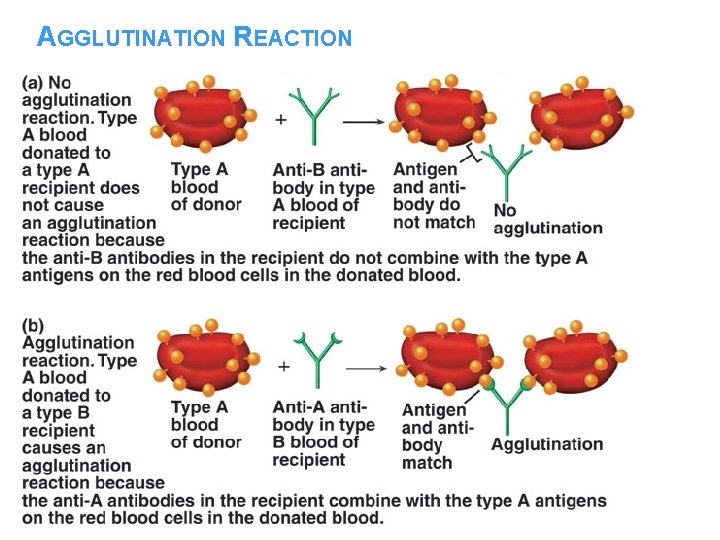 AGGLUTINATION REACTION 