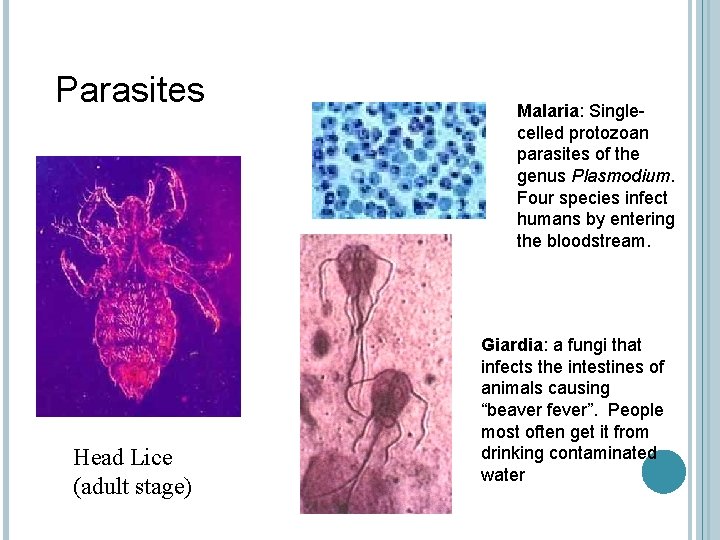 Parasites Head Lice (adult stage) Malaria: Singlecelled protozoan parasites of the genus Plasmodium. Four