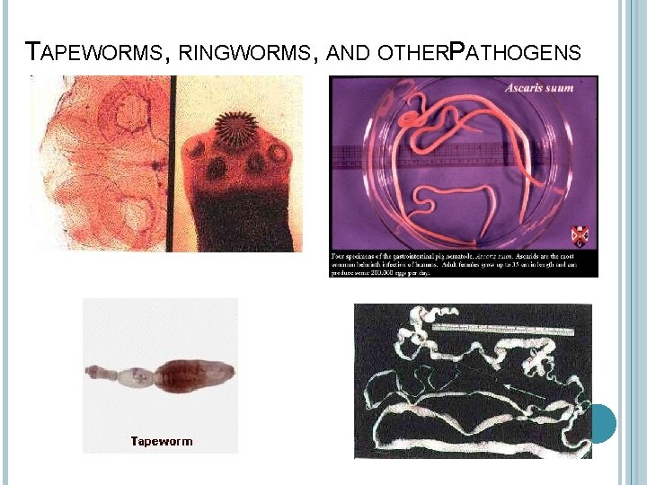 TAPEWORMS, RINGWORMS, AND OTHERP ATHOGENS 