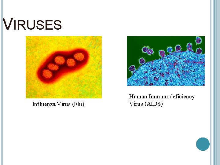 VIRUSES Influenza Virus (Flu) Human Immunodeficiency Virus (AIDS) 