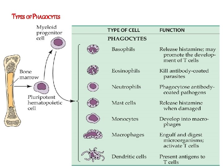 TYPES OF PHAGOCYTES 