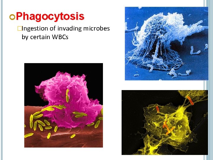  Phagocytosis �Ingestion of invading microbes by certain WBCs 