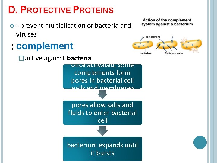 D. PROTECTIVE PROTEINS - prevent multiplication of bacteria and viruses i) complement � active