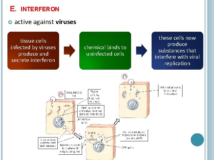 E. INTERFERON active against viruses tissue cells infected by viruses produce and secrete interferon