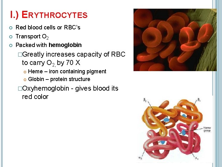 I. ) ERYTHROCYTES Red blood cells or RBC’s Transport O 2 Packed with hemoglobin