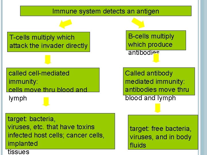 Immune system detects an antigen T-cells multiply which attack the invader directly called cell-mediated