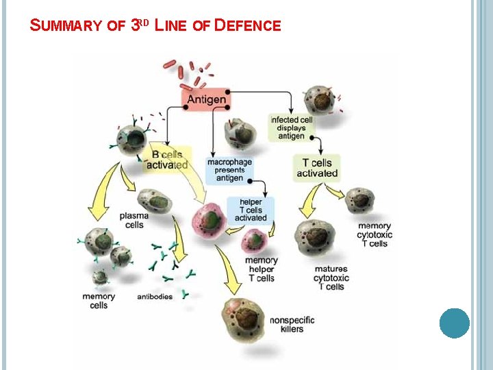 SUMMARY OF 3 RD LINE OF DEFENCE 